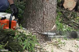How Our Tree Care Process Works  in  Mercedes, TX